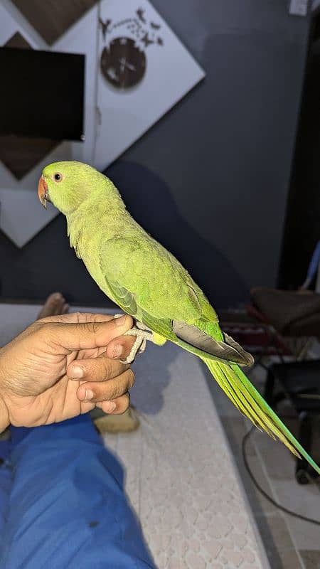 RINGNECK MITHU HANDTAIM 9