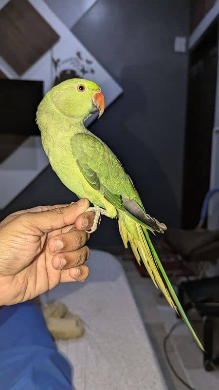 RINGNECK MITHU HANDTAIM 10