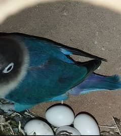 Lovebirds pairs with Eggs