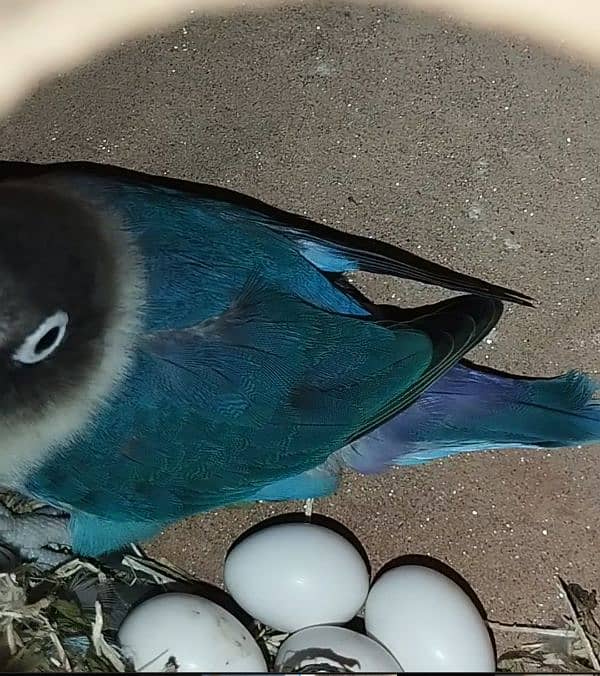 Lovebirds pairs with Eggs 0