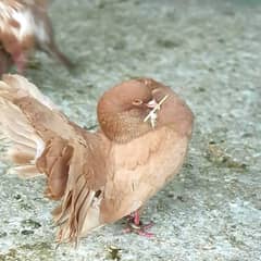 English fantail brown female healthy and active for sale