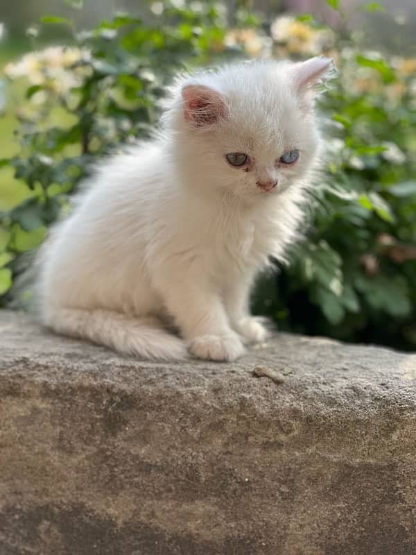 persian tripple coat kitten 1