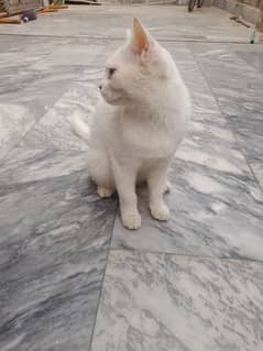 Persian Cat With Cat House