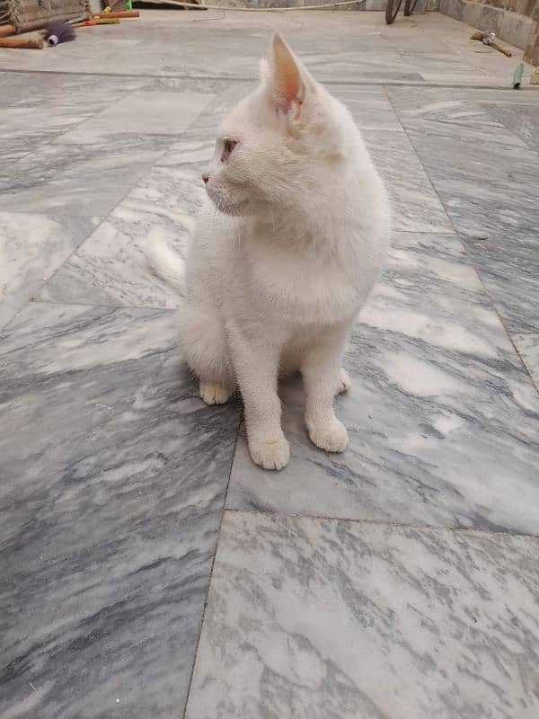 Persian Cat With Cat House 0