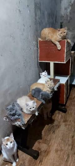 Persian or Siamese kittens for sale or adult cats on paid adoption