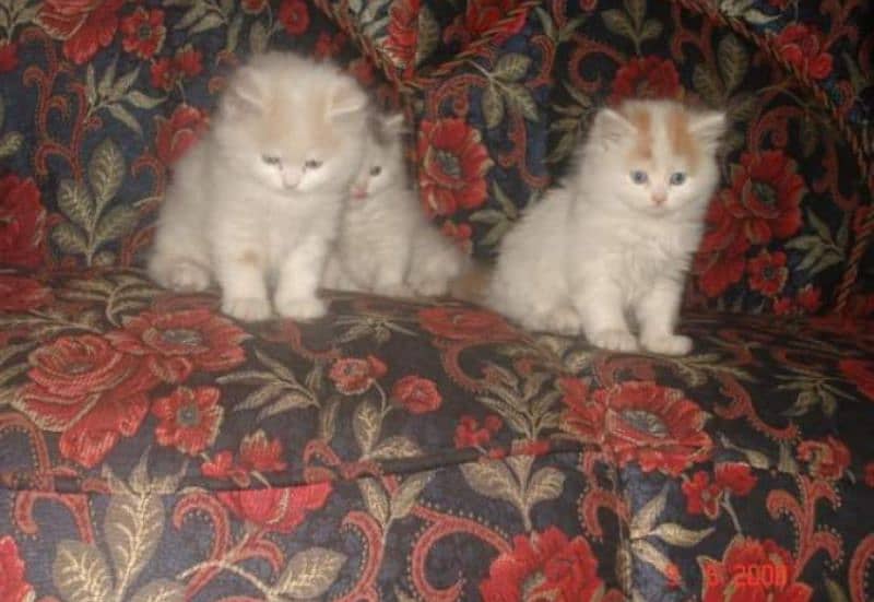 Persian or Siamese kittens for sale or adult cats on paid adoption 1