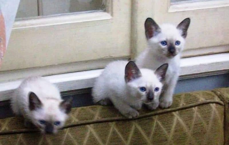 Persian or Siamese kittens for sale or adult cats on paid adoption 2