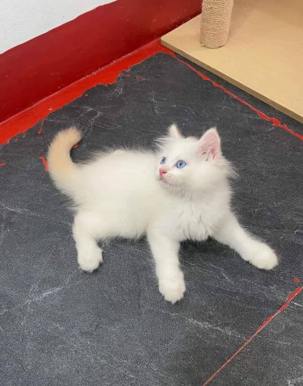 Persian or Siamese kittens for sale or adult cats on paid adoption 5