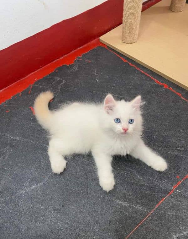 Persian or Siamese kittens for sale or adult cats on paid adoption 6