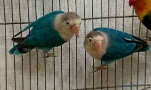 Love birds