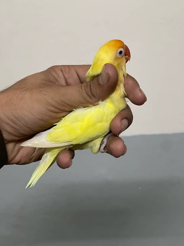 Cremino Breeder Male With Fertile Gurenty 0