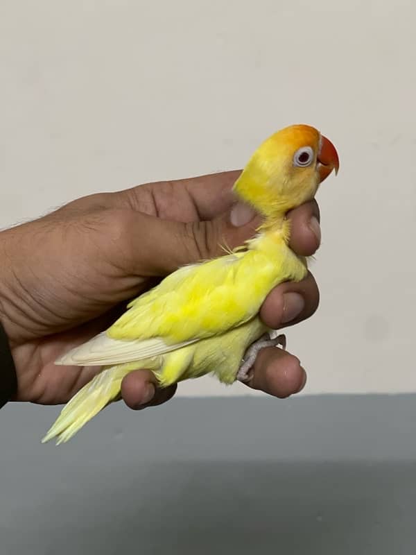 Cremino Breeder Male With Fertile Gurenty 1