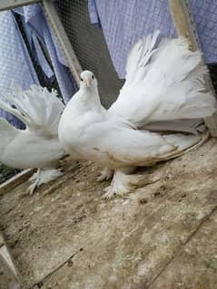 Indian fantail breeder pair