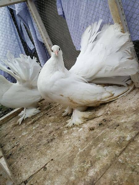 Indian fantail breeder pair 0