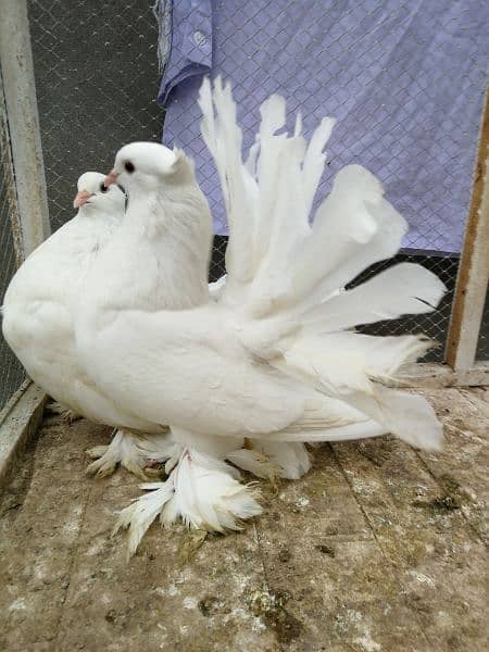 Indian fantail breeder pair 2