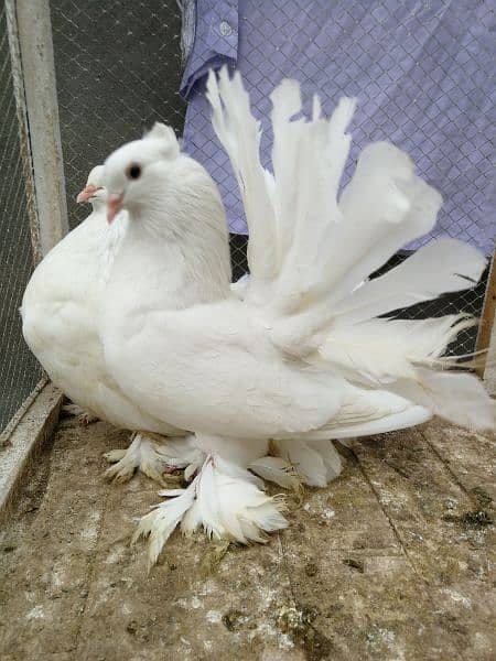 Indian fantail breeder pair 3