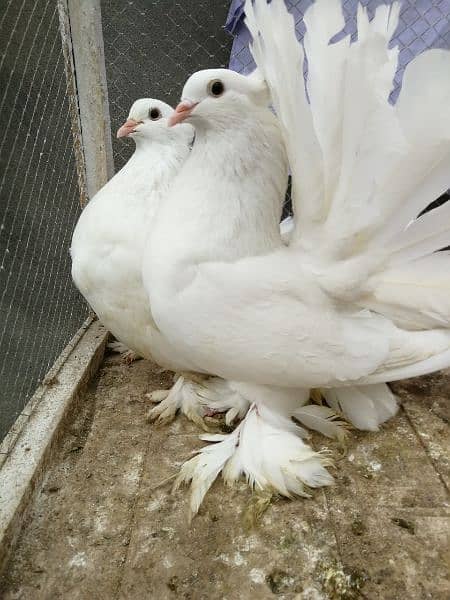 Indian fantail breeder pair 4