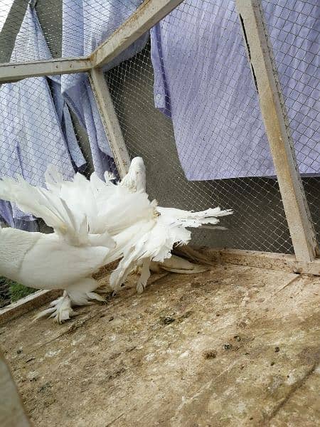 Indian fantail breeder pair 5