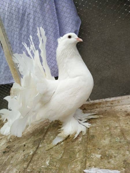 Indian fantail breeder pair 6