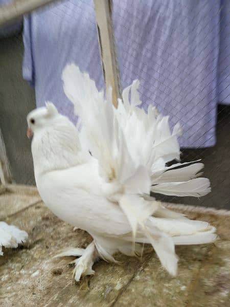 Indian fantail breeder pair 7