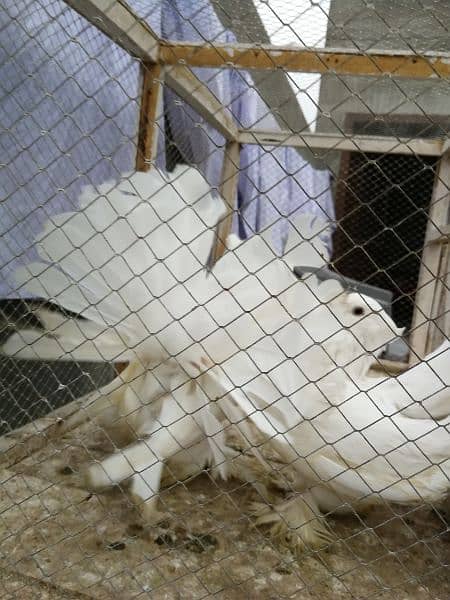 Indian fantail breeder pair 8