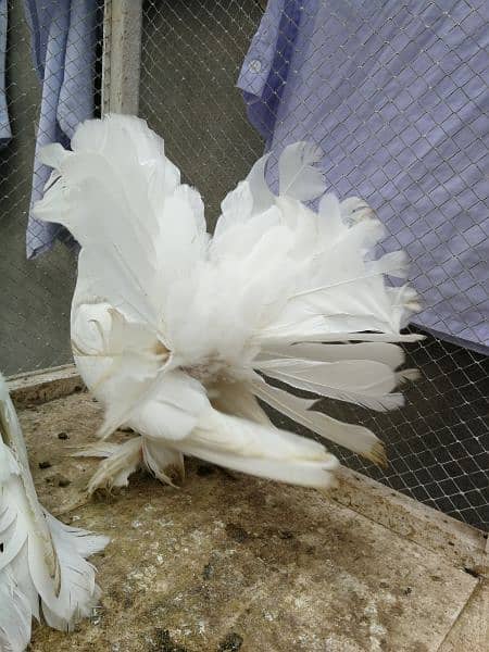 Indian fantail breeder pair 10