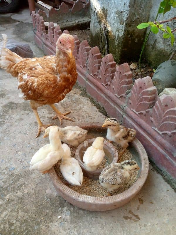 Aseel peela Madi with chicks wattsap 03485201509 1