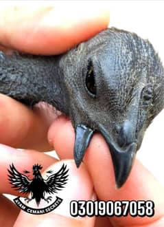 Ayam Cemani Indonesian Black Tongue chiks