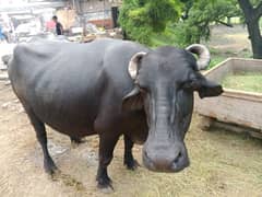 Cow black gahban hai 1.5 month rah gy Han