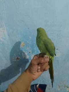 parrot