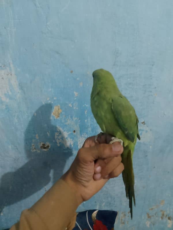 parrot 0