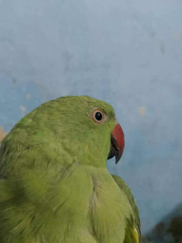 parrot 1