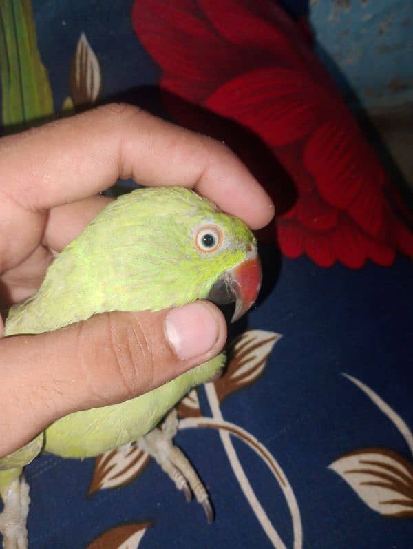 parrot 2