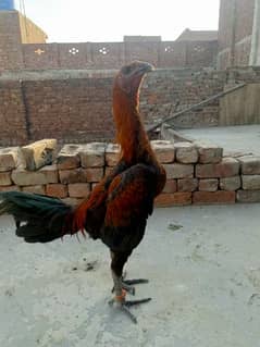 Dragennn Hen For Sale Any time