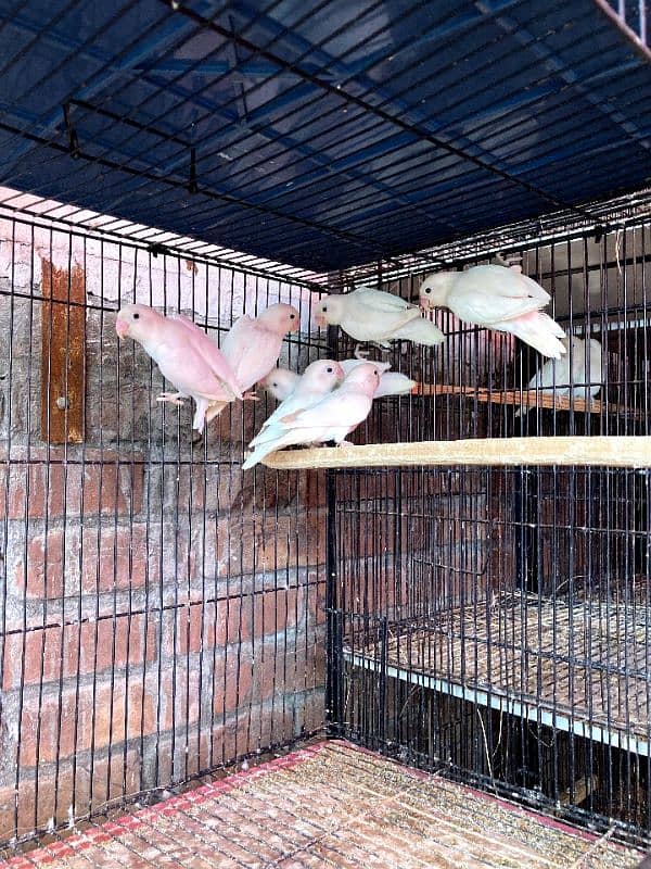 albino/ino with DNA| Green opaline/blue 10