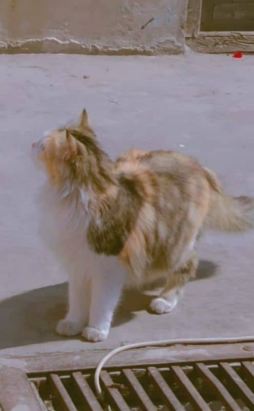 Persian Female cat 1