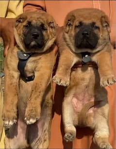 Turkish kangal dogs far sale 03287576736 call wahtasp