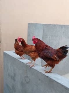 R & R hen pair