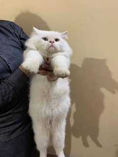 Persian male cat double cott