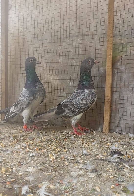 kamagar pair for sale 0