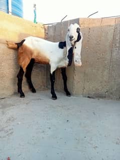 sahiwal pat 2 dant white eyes