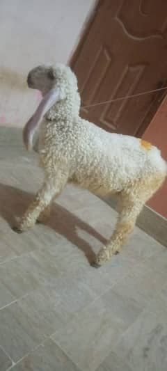 selling female sheep