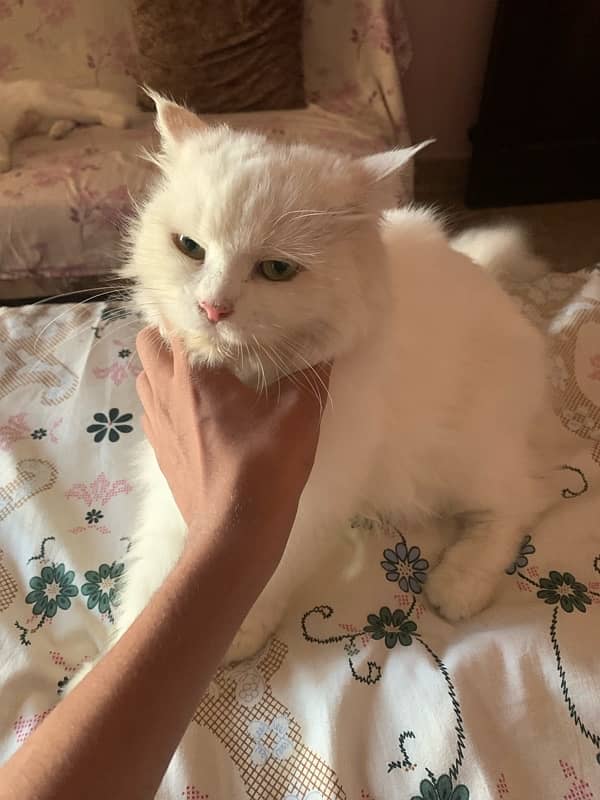 pure persian with blue eyes male nd female  urgent sale 8