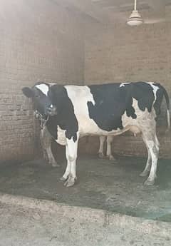 Phela Sowa 16 kg Milk  26 month age