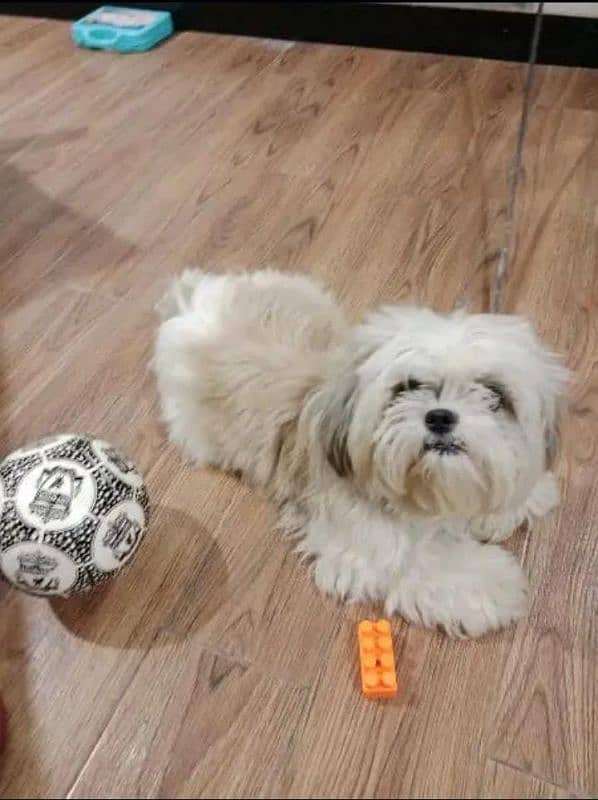 white shih tzu puppy for sale 4