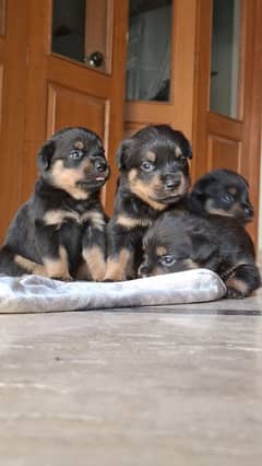 Female rottweiler puppies