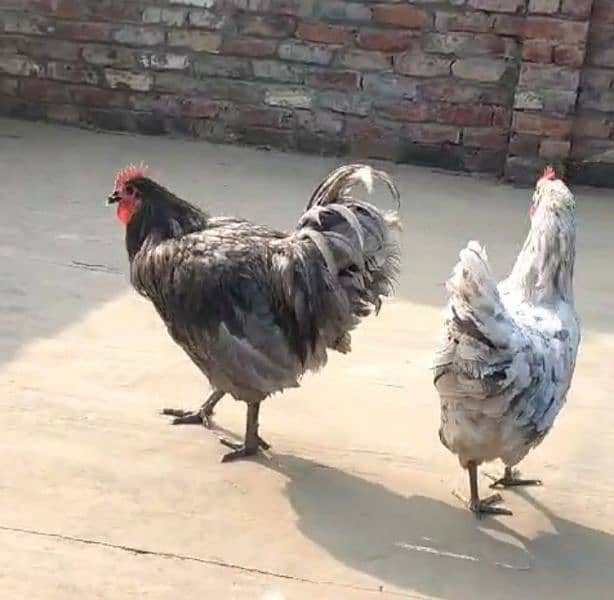 Australorp heritage Pair Vacinated and active 0