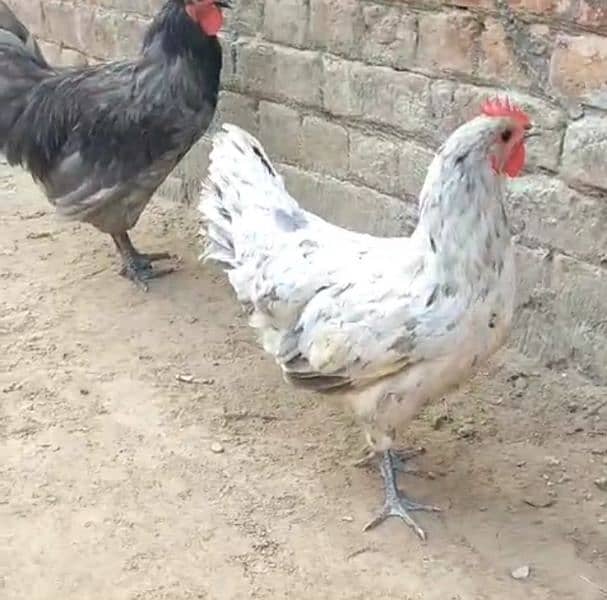 Australorp heritage Pair Vacinated and active 1