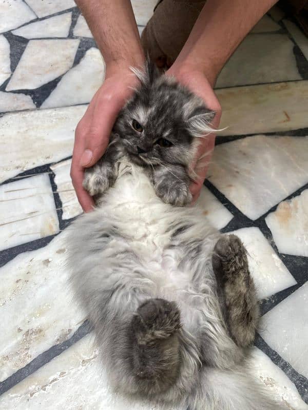 3 months Persian triple coated Persian kitten grey and white 2