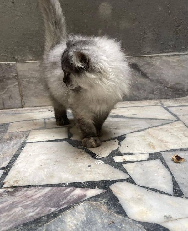 3 months Persian triple coated Persian kitten grey and white 4